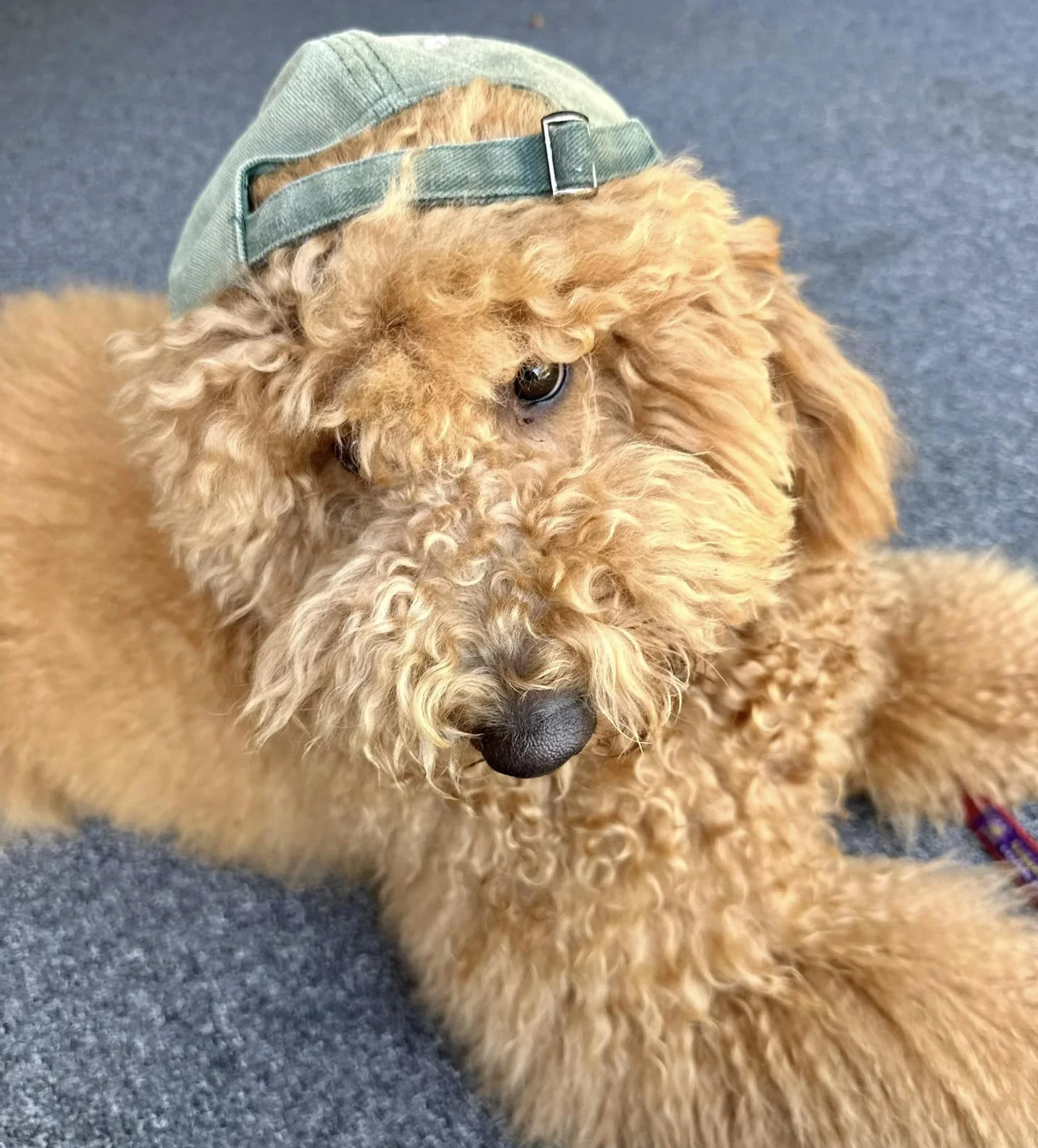 Brown Labradoodle Therapy Dog