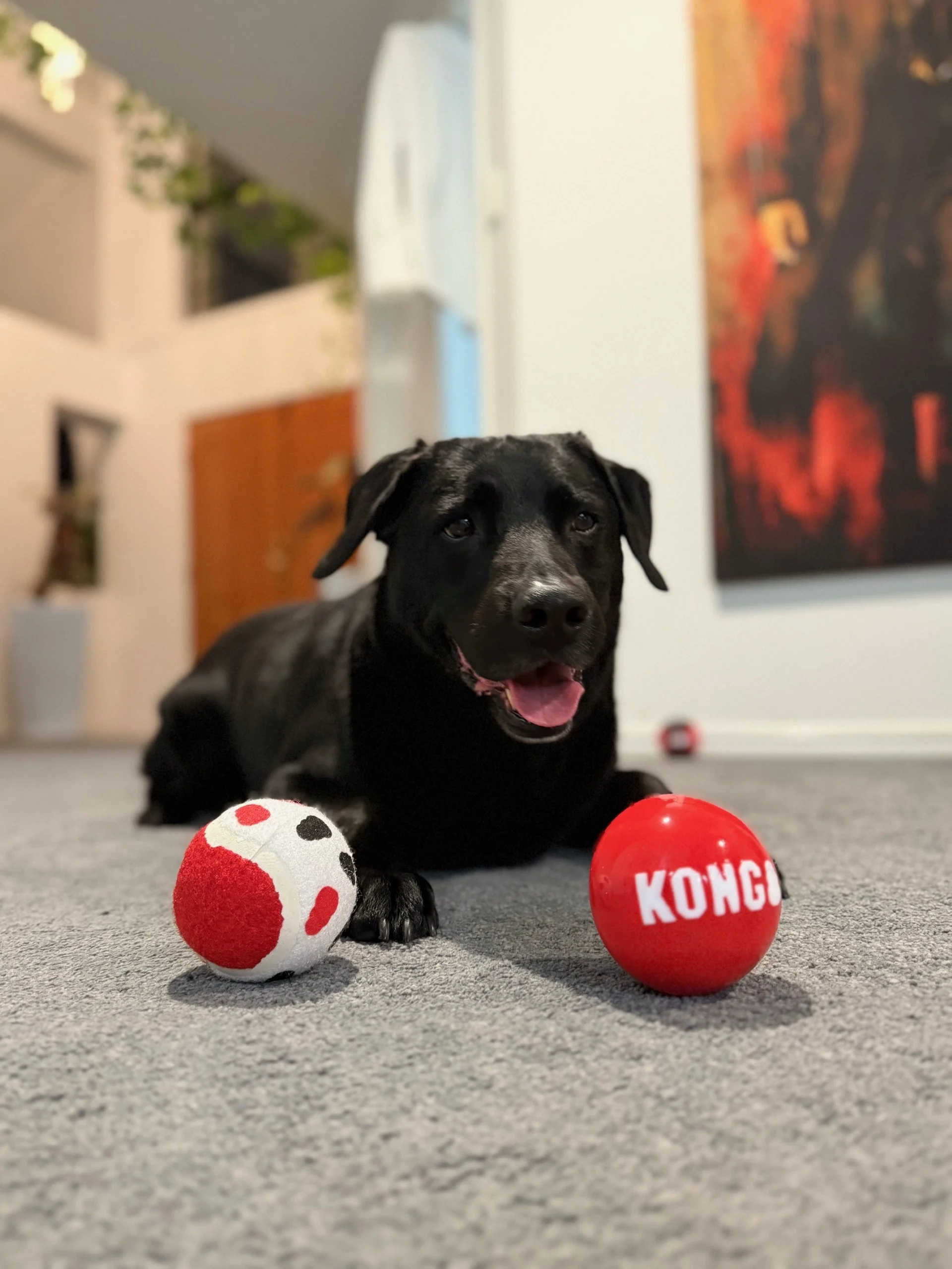 A black labradoor kelpie cross sitting and looking happily at two toy balls
