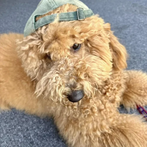 Brown Labradoodle Therapy Dog