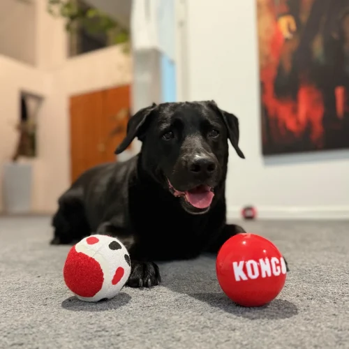 A black labradoor kelpie cross sitting and looking happily at two toy balls